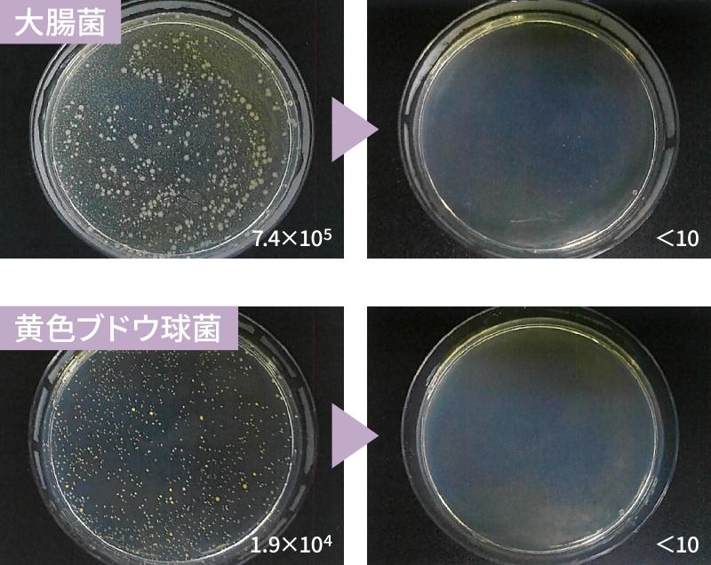 大腸菌＆黄色ブドウ球菌試験結果