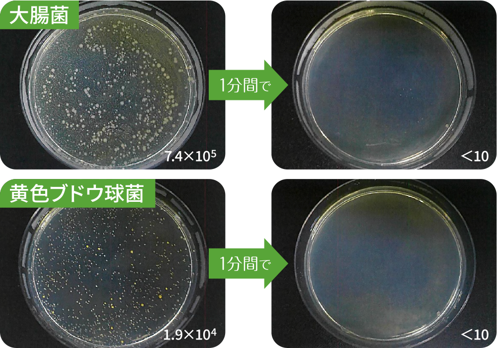大腸菌及び黄色ブドウ球菌試験結果